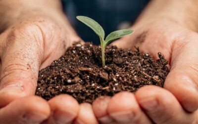 El programa de nitratos murciano extiende a los agricultores de toda la Región de Murcia la asfixia que ya sufre el Campo de Cartagena