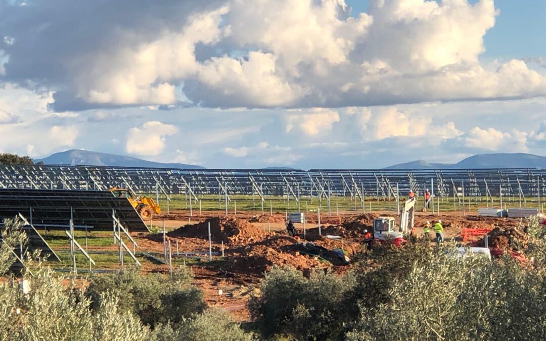 Salvemos los olivos centenarios de Lopera de ser talados para poner placas solares