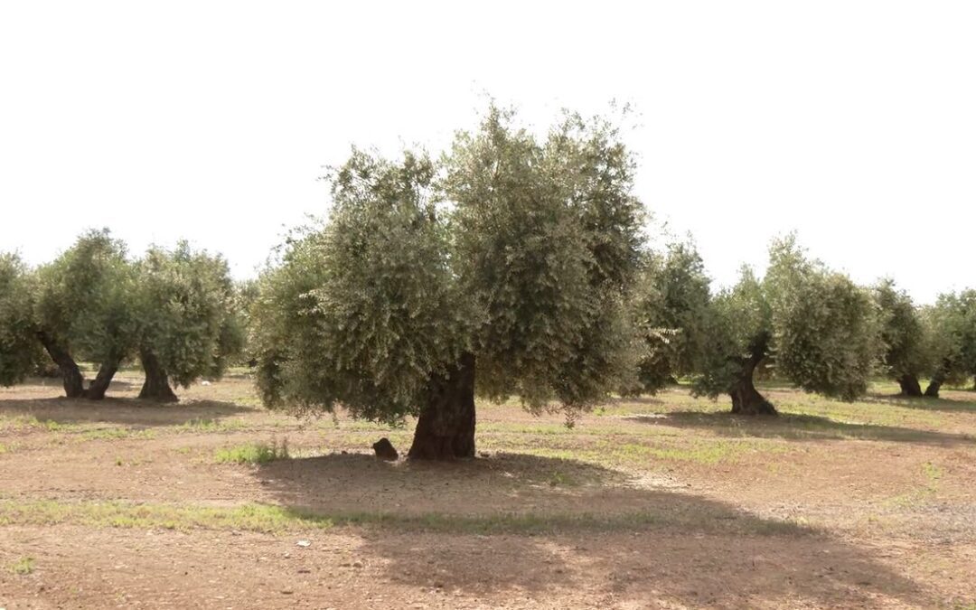 SOS Rural y Ecología y Libertad ejecutan las primeras acciones legales para detener ya la tala de olivos para instalar placas