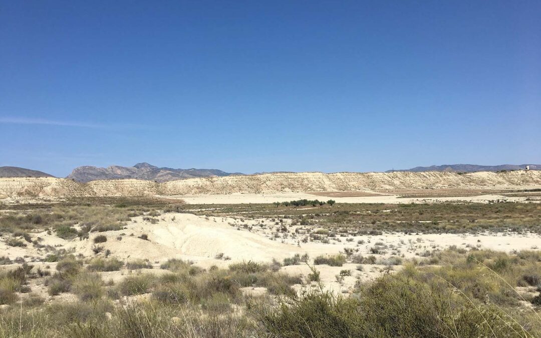 Murcia, a la cabeza del abandono agrícola: una de cada tres hectáreas queda improductiva y amenaza la soberanía alimentaria