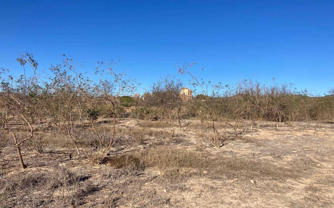 La Región de Murcia lidera el abandono de tierras agrícolas, comprometiendo la vertebración del mundo rural