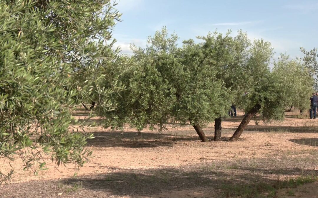 Una jueza confirma que los proyectos solares de Lopera presentan irregularidades “idénticas” a otros ya tumbados por la justicia