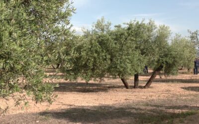 Una jueza confirma que los proyectos solares de Lopera presentan irregularidades “idénticas” a otros ya tumbados por la justicia