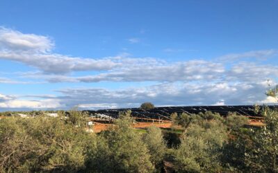 SOS Rural y E&L retan a Greenalia a que haga público el auto íntegro en el que una jueza confirma graves irregularidades en sus proyectos de Lopera