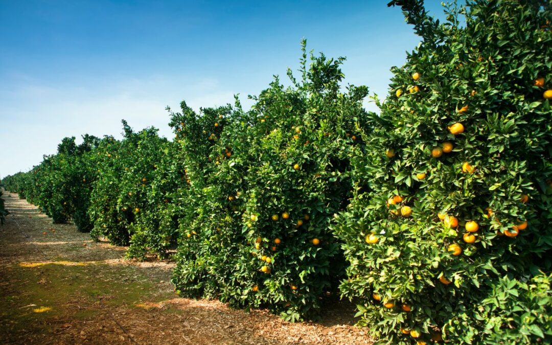 SOS Rural aplaude la decisión del Parlamento Europeo de paralizar el acuerdo UE-Mercosur
